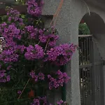 Mislav * Слатине