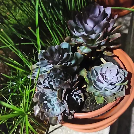 Apartman Mislav Slatine